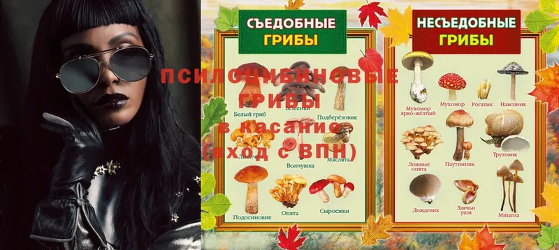 где можно купить   Барнаул  Псилоцибиновые грибы Psilocybe 